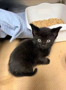Moss -  Domestic Short Hair Cat Available for Adoption in Trenton, New Jersey - Moss | PetCurious