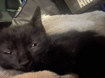PELE -  Domestic Short Hair Cat for Adoption in Louisville, Kentucky - PELE | PetCurious