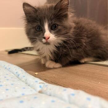 Mr. Peanutbutter -  Domestic Long Hair Cat for Adoption in Abbotsford, British Columbia - Mr. Peanutbutter | PetCurious