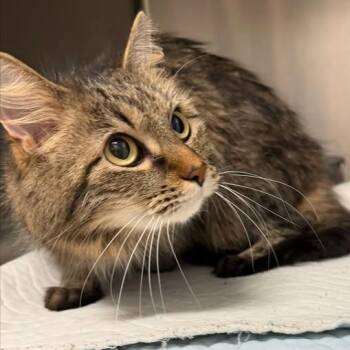 Domestic Medium Hair Cats Available for Adoption - Annora | PetCurious
