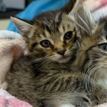 Tator -  Domestic Short Hair and Domestic Long Hair Cat Available for Adoption in Jacksboro, Tennessee - Tator | PetCurious