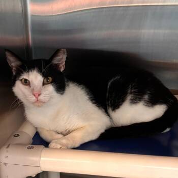 Holland -  Domestic Short Hair Cat for Adoption in Philadelphia, Pennsylvania - Holland | PetCurious