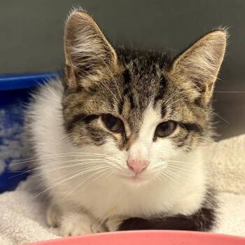 Lindy -  Domestic Short Hair Cat for Adoption in East Hanover, New Jersey - Lindy | PetCurious