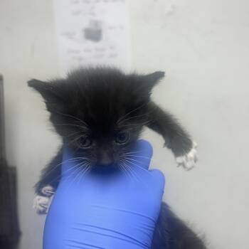 Medium -  Domestic Short Hair Cat for Adoption in Philadelphia, Pennsylvania - Medium | PetCurious