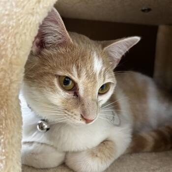 Domestic Short Hair and Turkish Van Cats Available for Adoption - Scarlet | PetCurious