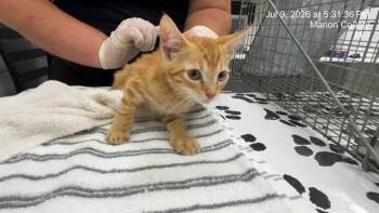 ROBIN -  Domestic Short Hair Cat for Adoption in Ocala, Florida - ROBIN | PetCurious