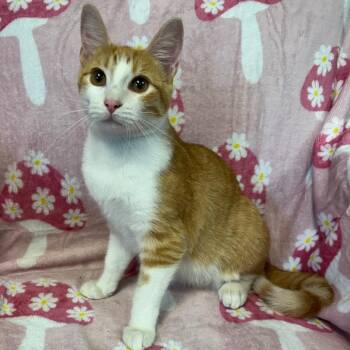 Raines (Female) -  Domestic Short Hair Cat for Adoption in Kittanning, Pennsylvania - Raines (Female) | PetCurious