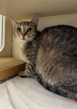 BILLY -  Domestic Short Hair Cat Available for Adoption in Blythe, California - BILLY | PetCurious