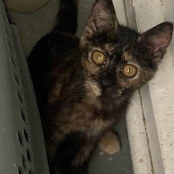 Lavender -  Domestic Short Hair Cat for Adoption in Woodstock, Virginia - Lavender | PetCurious