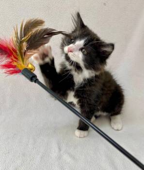 Panda -  Domestic Medium Hair Cat for Adoption in Pasco, Washington - Panda | PetCurious
