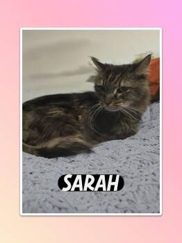 Maine Coon Cats Available for Adoption in Parkland, Florida - Sarah | PetCurious