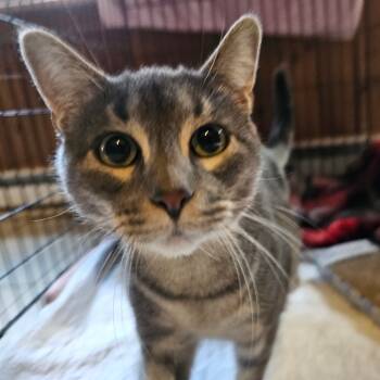 Rescue Domestic Short Hair Cats for Adoption in Middletown, New York - Abby | PetCurious