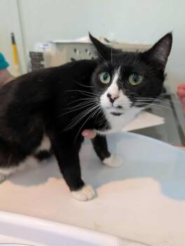 Rescue Domestic Short Hair Cats for Adoption in Kingsland, Georgia - Mississippi | PetCurious