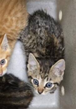 SPEEDY -  Domestic Short Hair Cat for Adoption in Texas City, Texas - SPEEDY | PetCurious