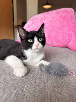 Melody -  Tuxedo Cat for Adoption in Zimmerman, Minnesota - Melody | PetCurious