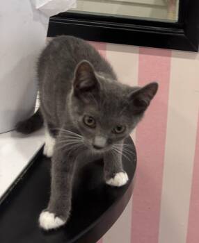 Rescue Domestic Short Hair Cats for Adoption in Whittier, California - Bowie | PetCurious