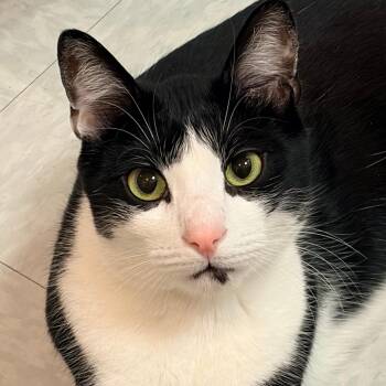 Domestic Short Hair Cats Available for Adoption in Stamford, Connecticut - Pigpen | PetCurious