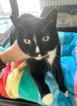 Rescue Domestic Short Hair Cats for Adoption in Ogden, Utah - Luna | PetCurious