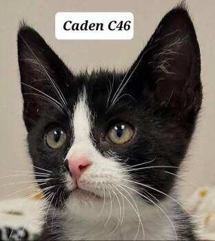 Caden -  Domestic Short Hair Cat for Adoption in Morganton, North Carolina - Caden | PetCurious