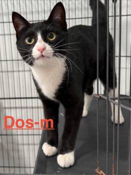Dos 26 -  Domestic Short Hair Cat for Adoption in Brookhaven, Mississippi - Dos 26 | PetCurious