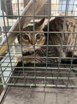 Domestic Short Hair Cats Available for Adoption in Palmetto, Florida - A135551 | PetCurious