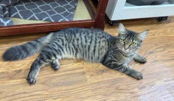 Rescue Domestic Medium Hair Cats for Adoption in Medina, Ohio - Layla | PetCurious