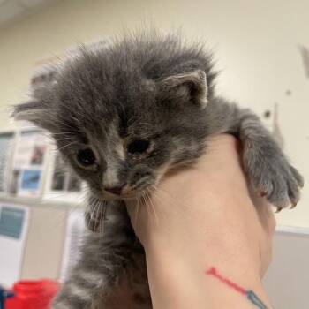 Roo -  Domestic Short Hair Cat for Adoption in Chicago, Illinois - Roo | PetCurious