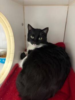 Domestic Short Hair Cats Available for Adoption - Bear | PetCurious