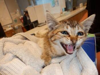 SASHA -  Domestic Short Hair Cat for Adoption in San Jose, California - SASHA | PetCurious