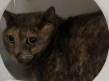 Freya -  Domestic Short Hair Cat for Adoption in Conway, South Carolina - Freya | PetCurious