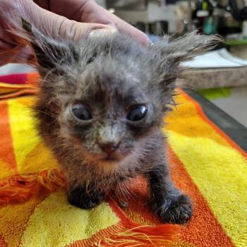 Draco (brown collar) -  Domestic Short Hair Cat for Adoption in Coos Bay, Oregon - Draco (brown Collar) | PetCurious