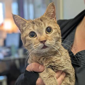 Domestic Short Hair Cats Available for Adoption - Kitty Ledecky | PetCurious