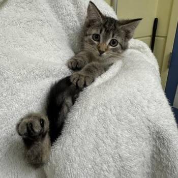 Altima -  Domestic Short Hair Cat for Adoption in Richmond, Virginia - Altima | PetCurious