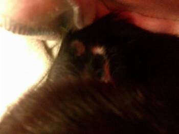 Domestic Short Hair Cats Available for Adoption in Ocala, Florida - A376777 | PetCurious