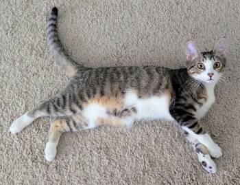 Otis -  Domestic Short Hair Cat for Adoption in Phoenix, Arizona - Otis | PetCurious