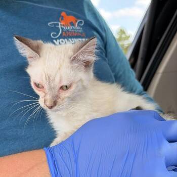 Joker -  Domestic Short Hair Cat for Adoption in Marshall, Texas - Joker | PetCurious