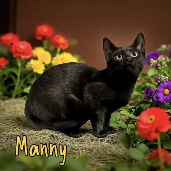 Domestic Short Hair Cats Available for Adoption in Bentonville, Arkansas - Manny | PetCurious
