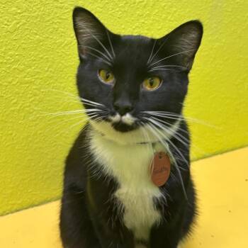Gulliver -  Domestic Short Hair Cat for Adoption in Springfield, Missouri - Gulliver | PetCurious