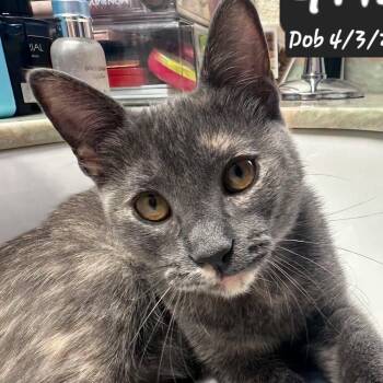 Griz -  Domestic Short Hair Cat for Adoption in Clayton, California - Griz | PetCurious