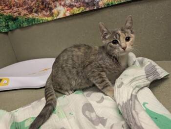 A552477 -  Domestic Short Hair Cat for Adoption in Moreno Valley, California - A552477 | PetCurious