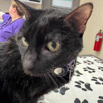 Willow -  Domestic Medium Hair Cat for Adoption in Peoria, Illinois - Willow | PetCurious