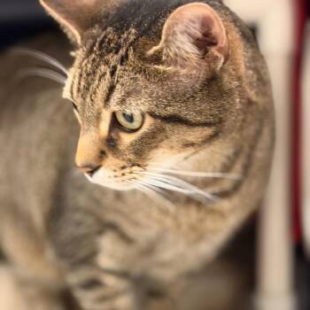 Domestic Short Hair Cats Available for Adoption - Drumstick | PetCurious