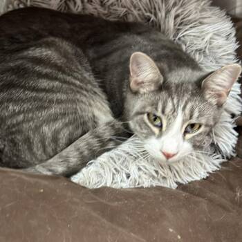 Rescue Domestic Short Hair Cats for Adoption in Nokesville, Virginia - Perry | PetCurious
