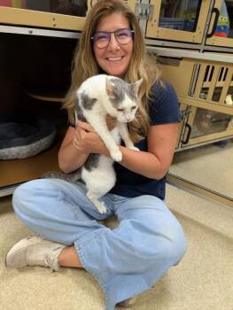 Cotton $25 -  Domestic Short Hair Cat for Adoption in Seneca, South Carolina - Cotton $25 | PetCurious