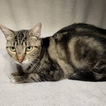 Tutu -  Domestic Short Hair Cat for Adoption in Pasadena, California - Tutu | PetCurious