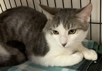 Rescue Domestic Short Hair Cats for Adoption in Milwaukee, Wisconsin - Sips25 | PetCurious