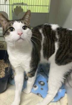 Rescue Domestic Short Hair Cats for Adoption in Muskegon, Michigan - Goose | PetCurious