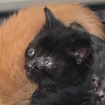Peter -  Domestic Short Hair Cat for Adoption in Grantsville, Utah - Peter | PetCurious