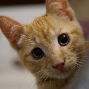 Rescue Tabby Cats for Adoption in Hamilton, Ontario - Benson And Noah (Bonded) | PetCurious