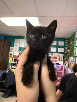 Millipede -  Domestic Short Hair Cat for Adoption in Rockport, Texas - Millipede | PetCurious
